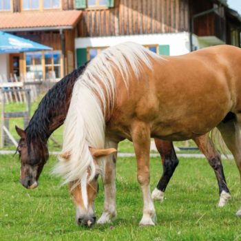 Bauernhof Allgäu - Haflinger