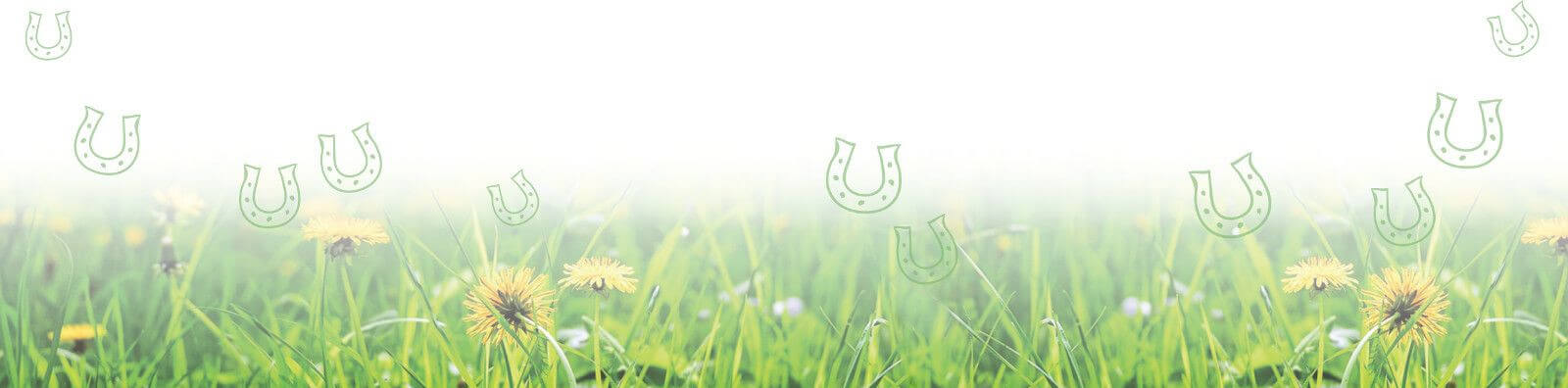 Bauernhofurlaub Wiese