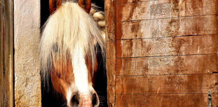 Reiterhof Allgäu - Reiten für Erwachsene
