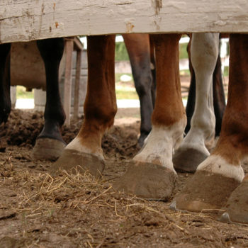 Reiterhof Allgäu - Reiten für Erwachsene